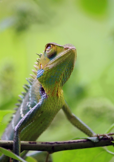 Caméléon
 animal sauvage faune