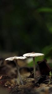 Mushroom nature outdoor natural Photo