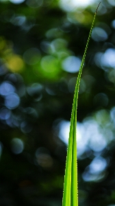 Leaf screw pine natural Photo