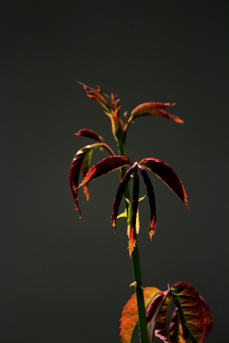 バラの葉
 バックライト
 薔薇 植物