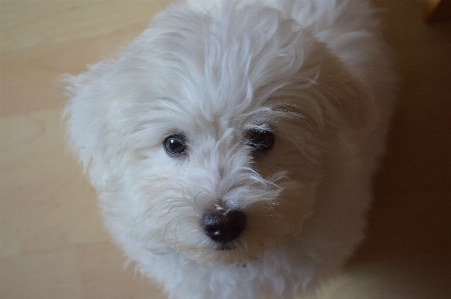 Foto Cane animale come mammifero
 maltese
