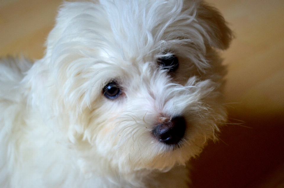 Cane animale come mammifero
 maltese
