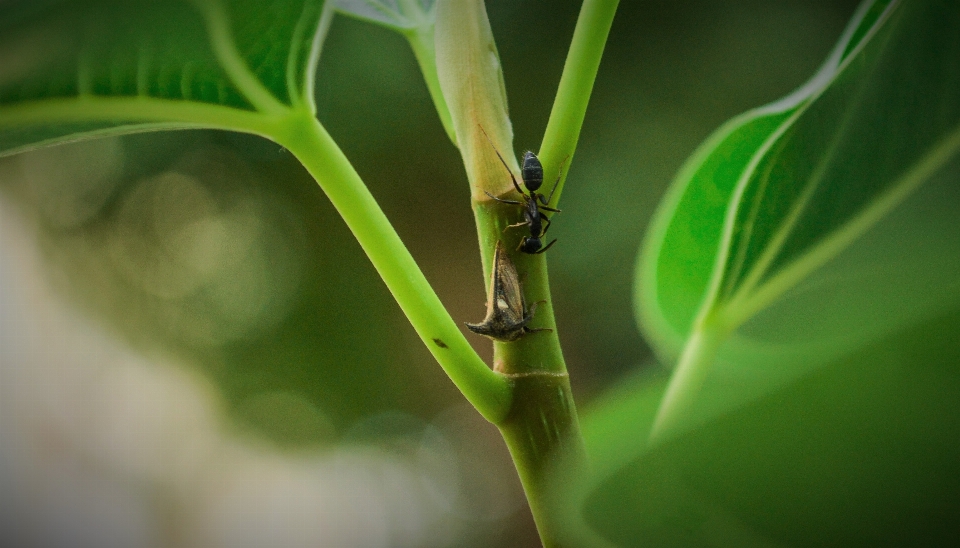 Fourmis
 infestation nature insecte