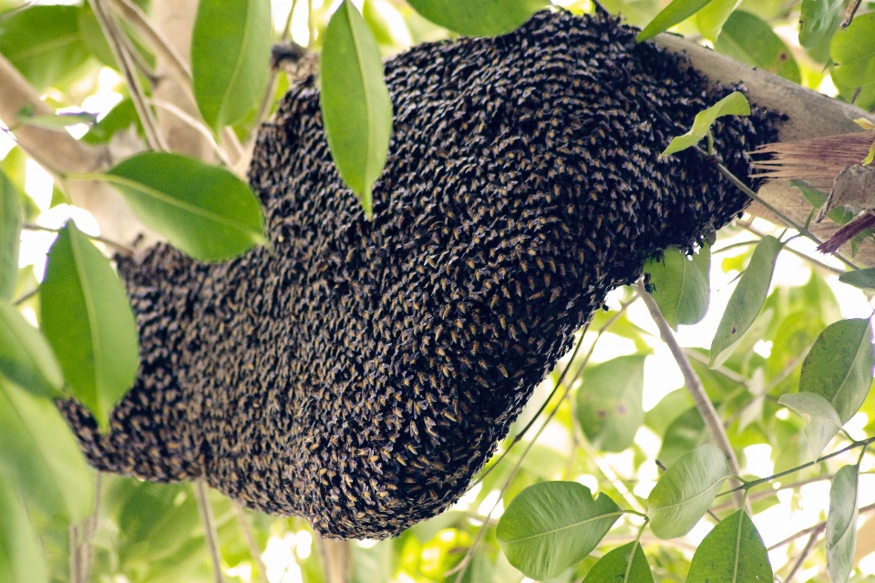 Biene bienenstock baum tageslicht
