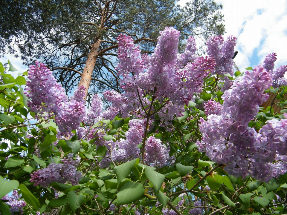 Summer lilac pine forest