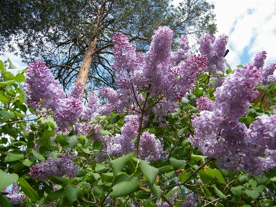 Summer lilac pine forest Photo