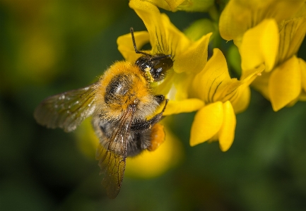 Bumblebee insect macro flower Photo