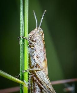 Zdjęcie Konik polny makro owad szarańcza