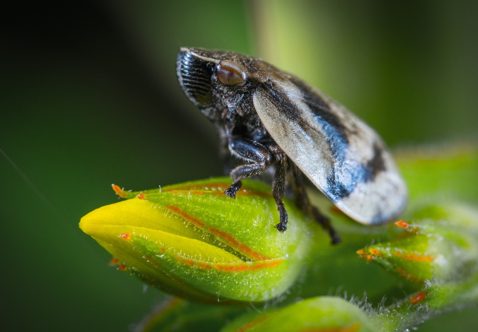 Serangga makro bunga fotografi makro
