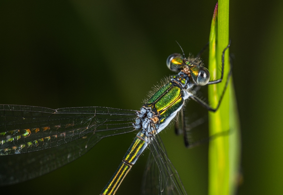 Damselfly
 libellula insetto libellule e libellule
