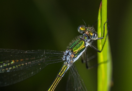 Foto Damselfly
 capung serangga dan damseflies
