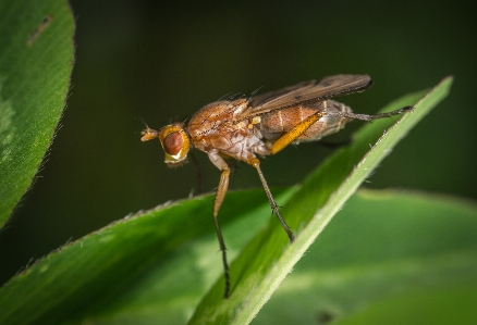 Fly insect macro pest Photo