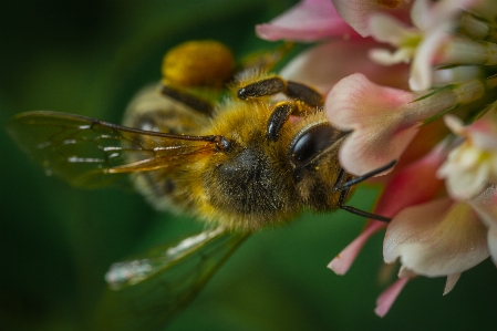 Bee macro flower clover Photo