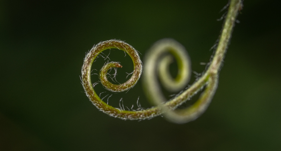 Macro vine pea photography