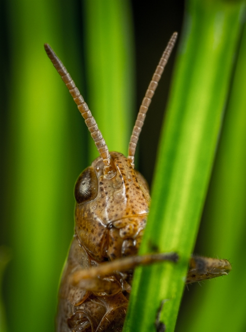 Owad makro konik polny bezkręgowy