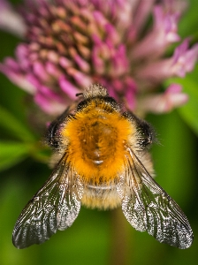 Foto Inseto macro abelha abelha
