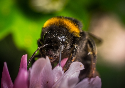 Insect macro bumblebee bee Photo