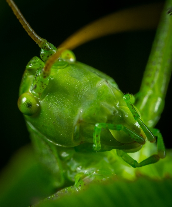 Serangga makro belalang fotografi makro
