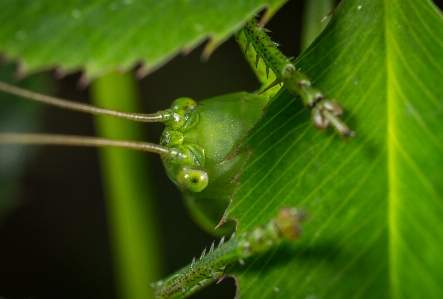 Foto Inseto macro gafanhoto folha