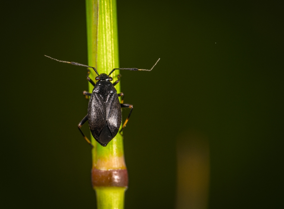 Insecte macro bogue macrophotographie
