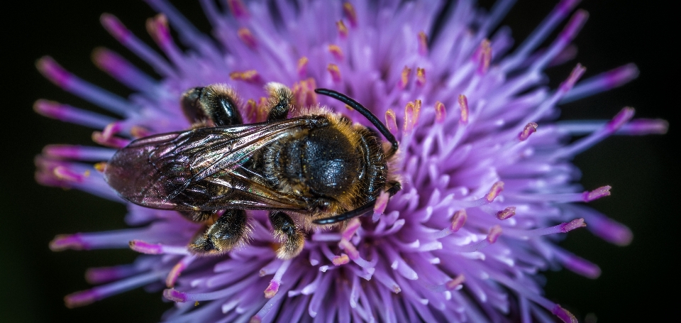 Insetto macro calabrone ape
