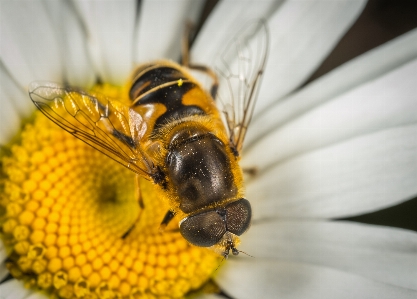 Foto Inseto macro voar margarida