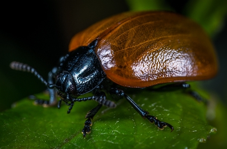 Foto Inseto macro erro besouro