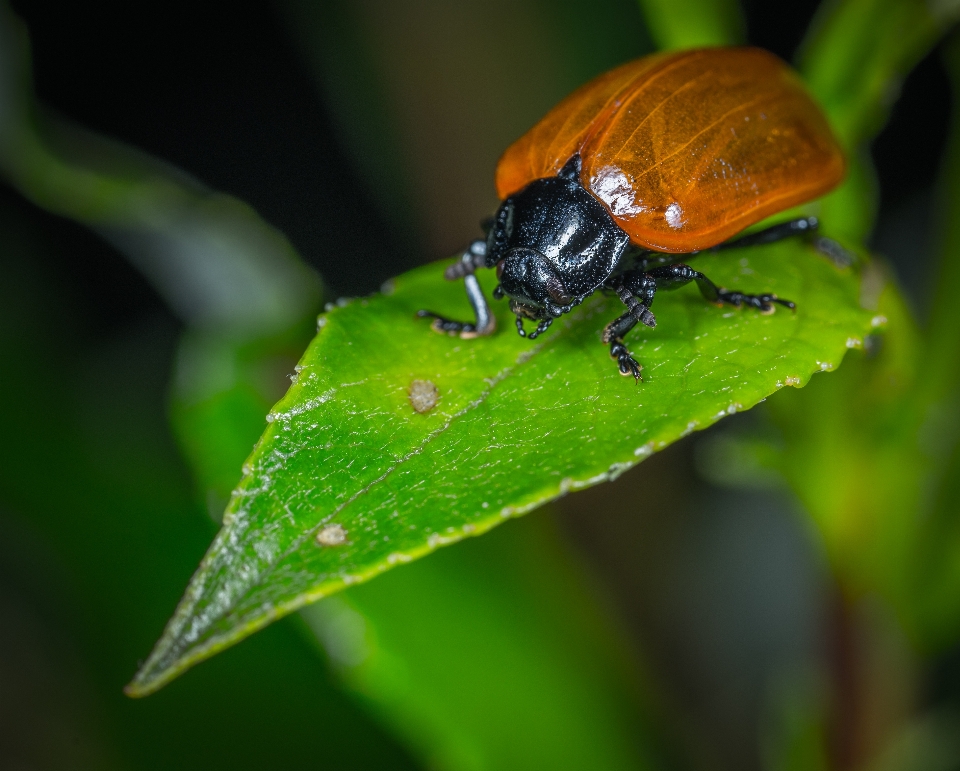 Insecto macro bicho escarabajo