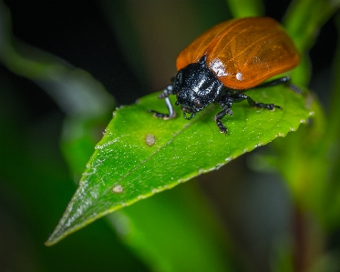 Foto Inseto macro erro besouro