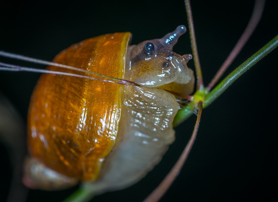 Macro lesma fauna caracóis e lesmas
