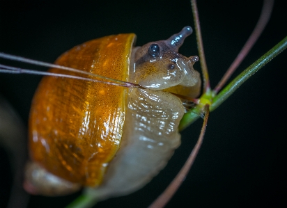 Foto Macro lumaca fauna lumache e lumache
