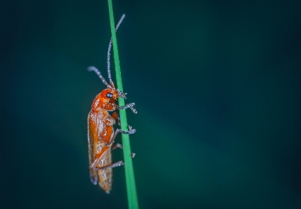 Insect macro bug photography Photo