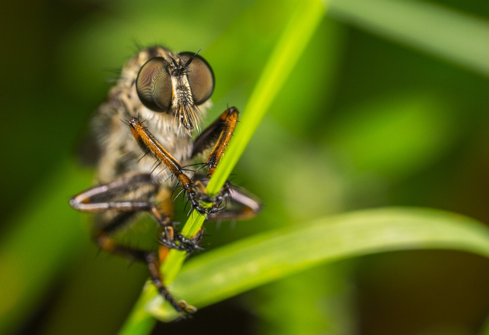 Makro insekt gras libelle