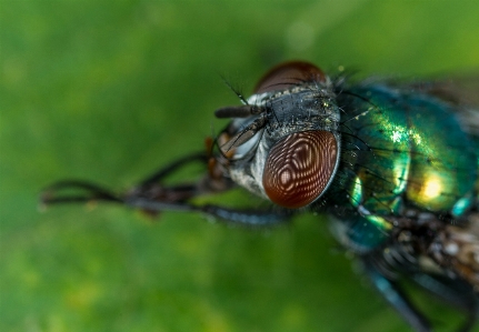 Macro insect fly eyes Photo