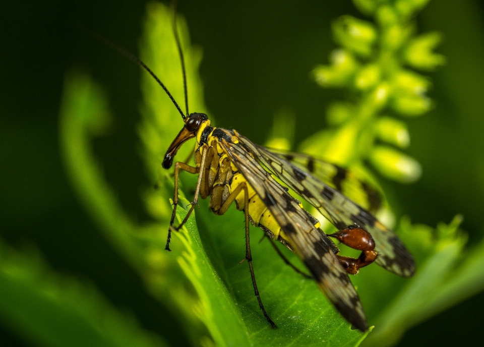 Insect macro wings scorpion