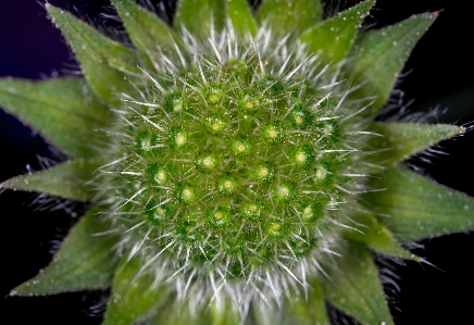 大きい 花 花芽
 フローラ 写真