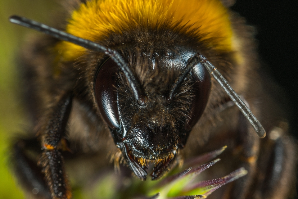 Macro insect bumblebee portrait