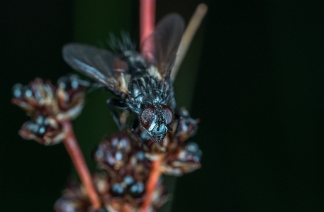 Foto Terbang makro serangga fotografi makro
