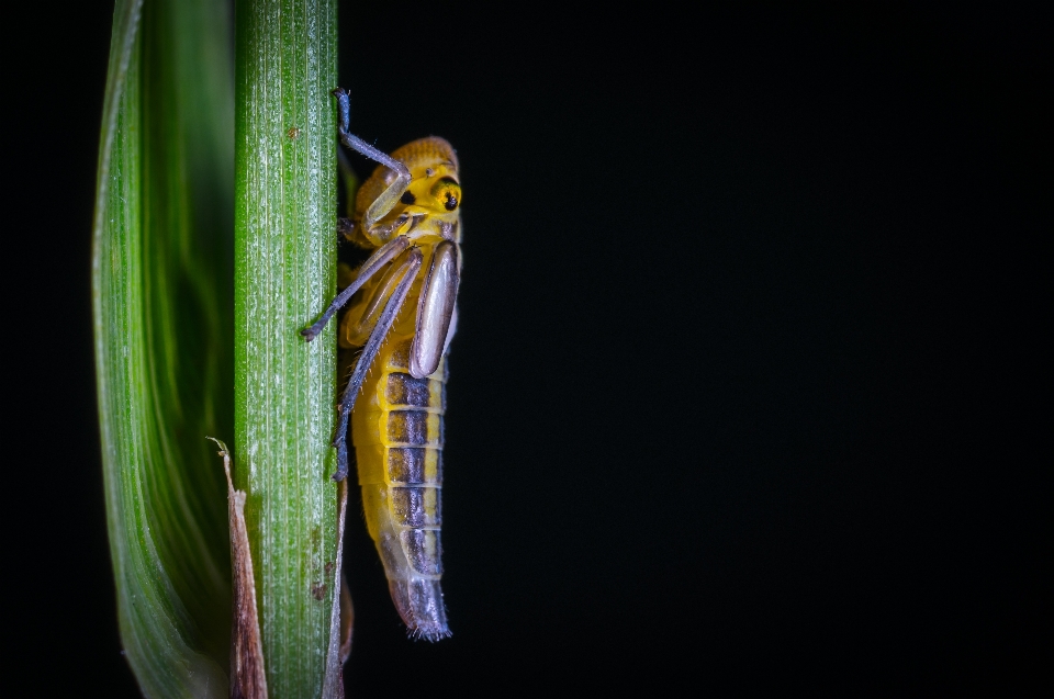 Macro insect leafhopper photography