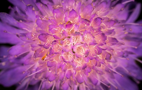 Macro flower purple flora Photo