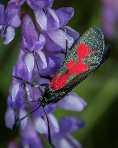 Foto Inseto macro borboleta flor