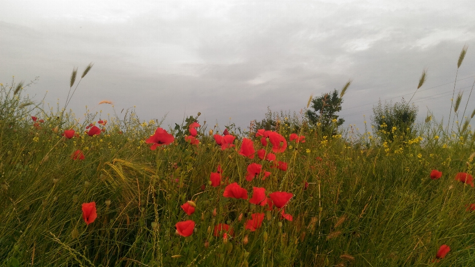 Papaveri
 ecosistema
 campo fiore di campo
