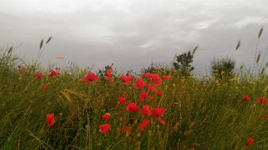 Foto Papaveri
 ecosistema
 campo fiore di campo
