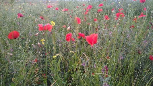 Foto Amapolas
 flor silvestre
 ecosistema
