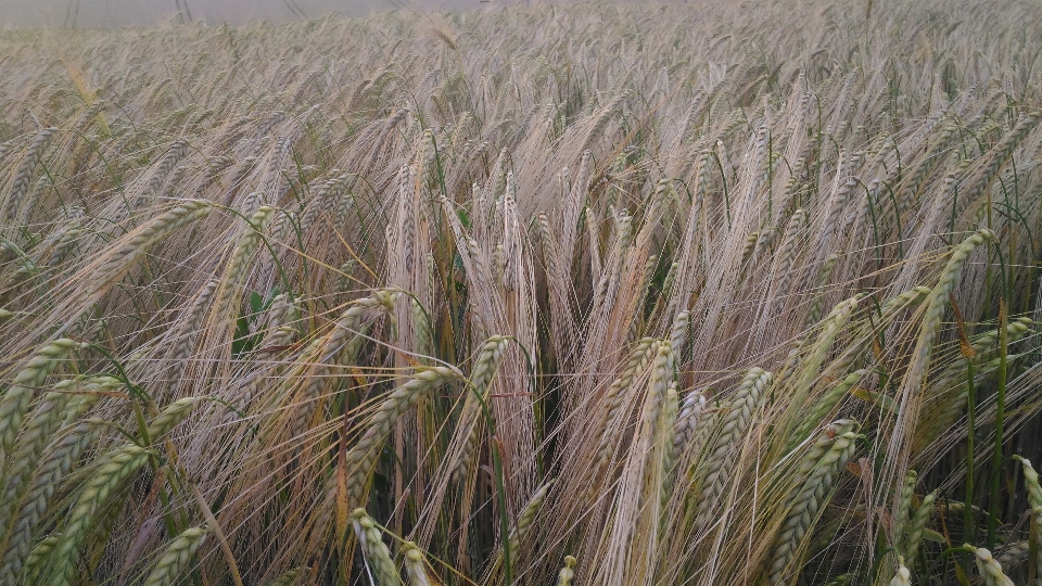 Nature triticale food grain crop