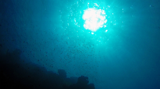 Underwater diving light red Photo