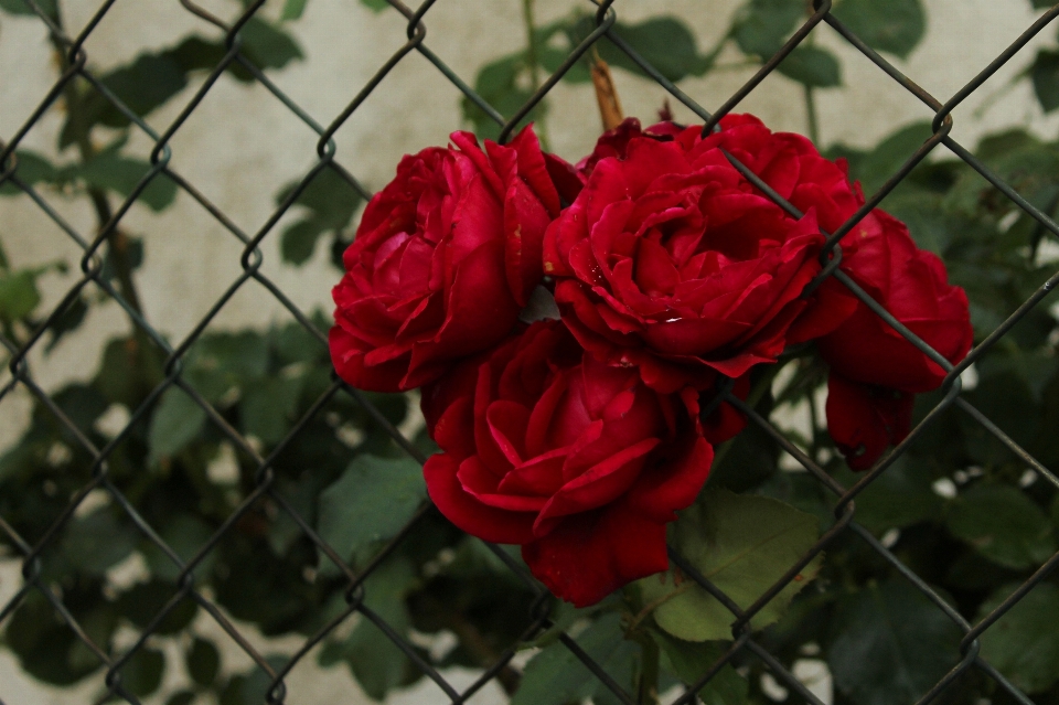 Rosa flor malla de alambre
 verde