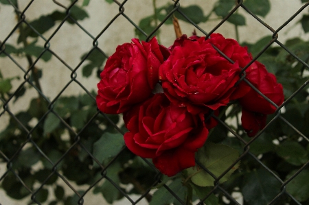 Rose flower mesh wire green Photo