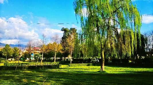 Ayub tree abbottabad green Photo