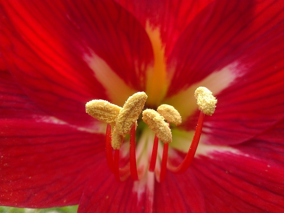 赤 花粉 花 閉じる
